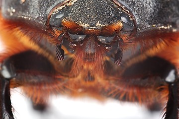 Image showing Cockchafer close up