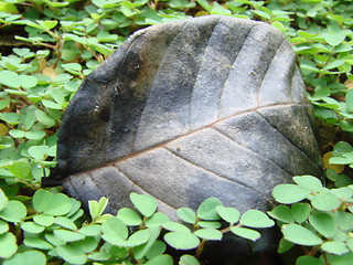 Image showing leaf green plants