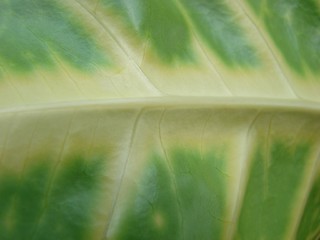 Image showing green leaf macro skin