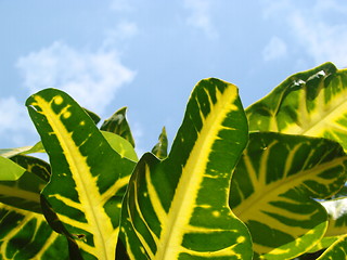 Image showing green yellow leafs