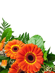 Image showing gerberas