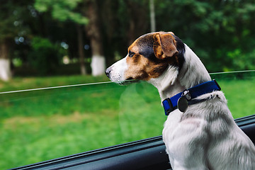 Image showing Dog peeking in from the open window of the car.