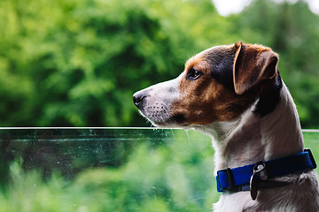 Image showing Dog peeking in from the open window of the car.