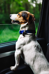 Image showing Dog peeking in from the open window of the car.