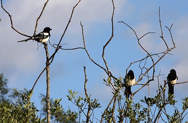 Image showing Magpie in the tree