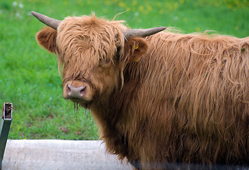 Image showing Scottish Highland Steer