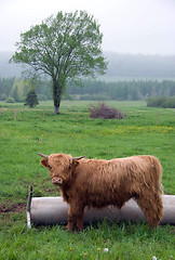 Image showing Scottish Highland Steer