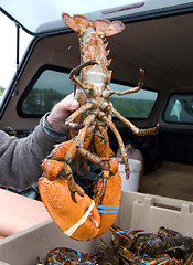 Image showing Large Live Lobster