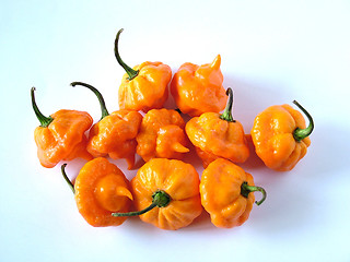 Image showing Ornamental Chilies