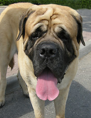 Image showing Neapolitan Mastiff dog