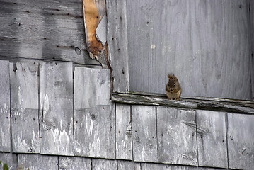 Image showing Squirrel on a Weathered Ledge