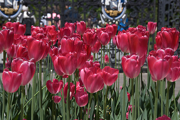 Image showing Public Garden Tulips