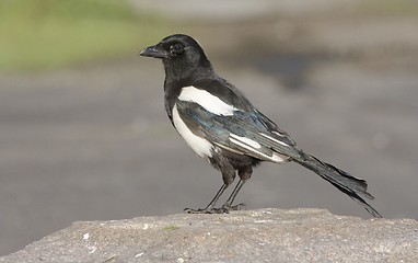 Image showing Magpie.