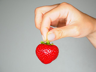 Image showing Female person holding a fresh red strawberry isolated towards gr