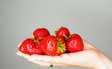 Image showing Hand full of big red fresh ripe strawberries isolated towards gr