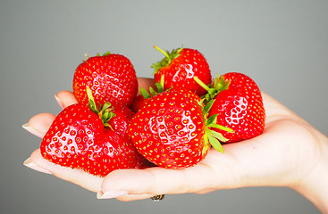 Image showing Hand full of big red fresh ripe strawberries isolated towards gr