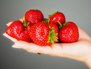 Image showing Hand full of big red fresh ripe strawberries isolated towards gr