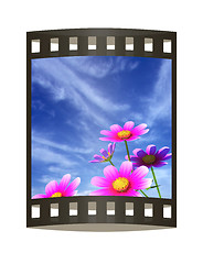 Image showing Beautiful Cosmos Flower against the sky. 3D illustration.. The f