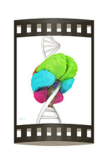 Image showing Brain and dna. 3d illustration. The film strip