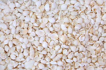 Image showing White Seashell Background