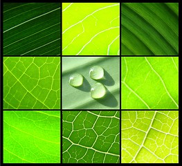 Image showing collage green leafs water drops on black