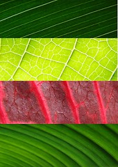 Image showing leaf collage green