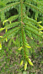 Image showing Branch of coniferous tree 