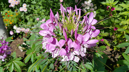 Image showing Pink Cleome or spider flower