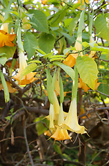 Image showing Yellow brugmansia named angels trumpet or Datura flower