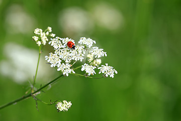 Image showing Seven Spotted Ladybug on White Flowers 