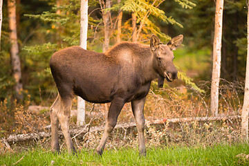 Image showing Newborn Moose Calf Feeding On Grass Alaska Wilderness