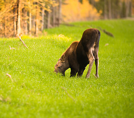 Image showing Newborn Moose Calf Feeding On Grass Alaska Wilderness