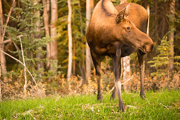 Image showing Female Moose Cow Feeding On Grass Alaska Wilderness