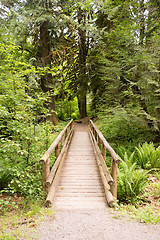 Image showing Wood Path Boardwalk Bridge Leads into The Forest