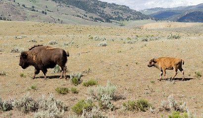 Image showing Young Buffalo Calf Follows Bull Male Bison