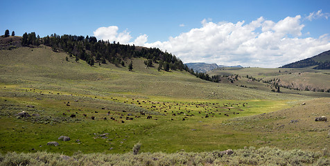 Image showing Buffalo Herd Lamar Valley Yellowstone National Park Bison