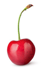 Image showing Single sweet cherry vertically