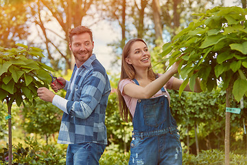 Image showing Gardeners cutting leaves from plants