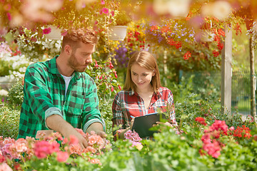 Image showing Man and woman working with garden flowers