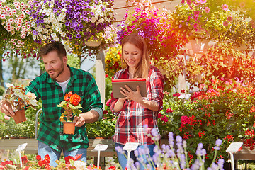 Image showing Man showing flower to woman