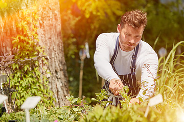 Image showing Man cutting plants