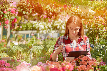 Image showing Woman working with garden flowers