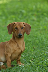 Image showing Dachshund