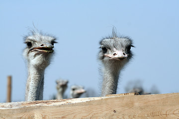 Image showing Ostrich