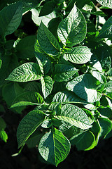 Image showing green bush of potatoes