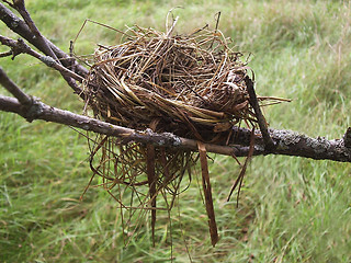 Image showing Empty nest