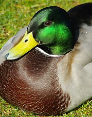 Image showing male duck