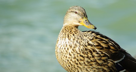 Image showing duck