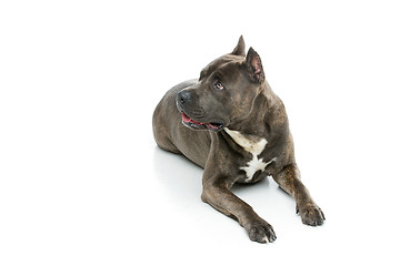 Image showing Beautiful amstaff dog