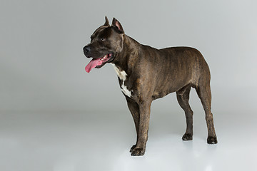 Image showing Beautiful amstaff dog